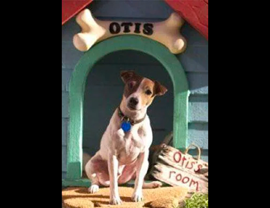 Otis in The Anniversary Party
