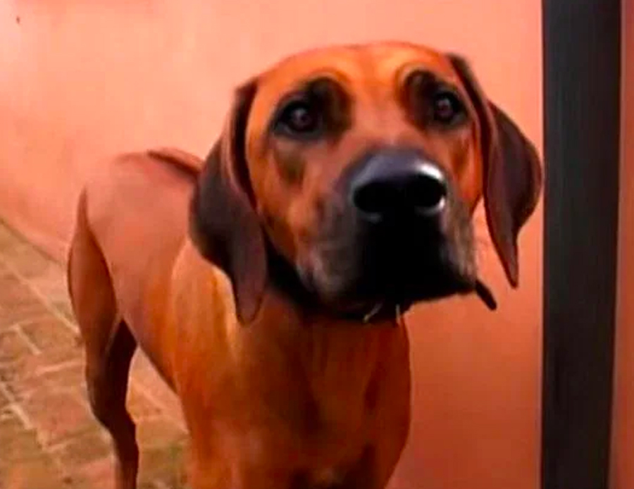 All the dogs in Mondovino