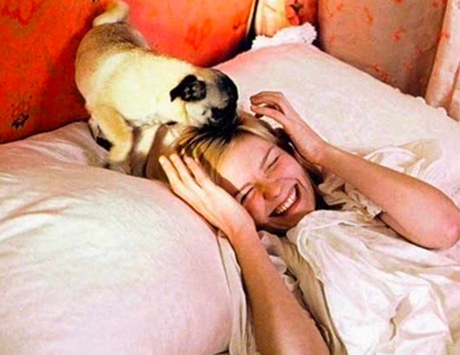 Mops in Marie Antoinette