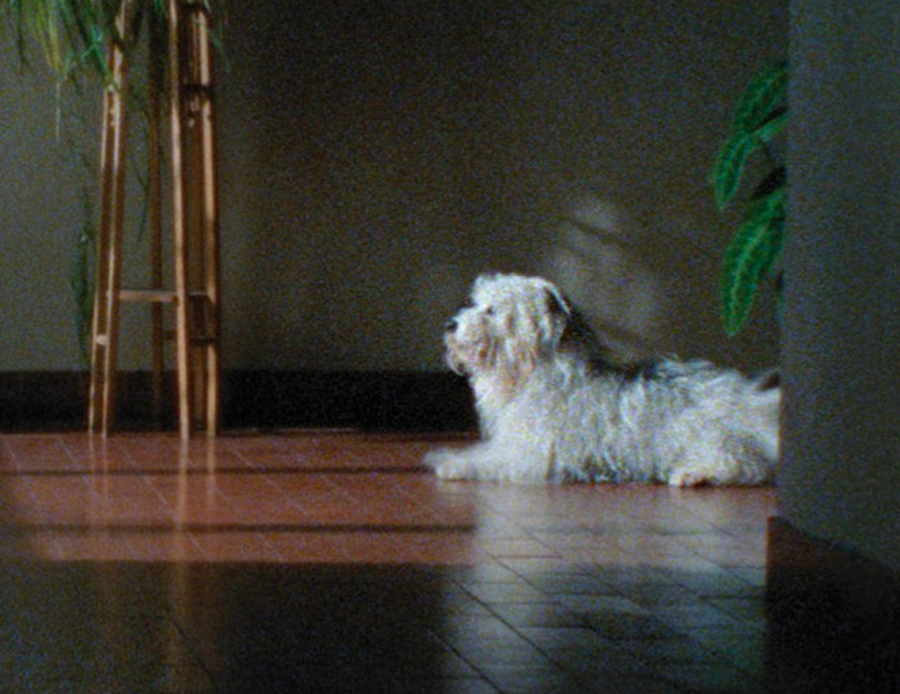 Dixie, in Arabian Nights