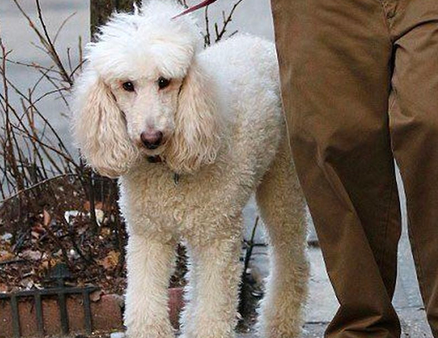 Bruno, in The Meyerowitz Stories