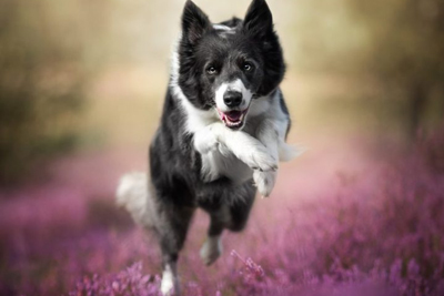 Border Collie Wins Prestigious Award at Cannes Film Festival