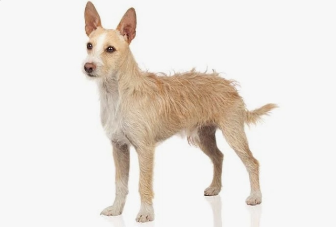 Palm Dog